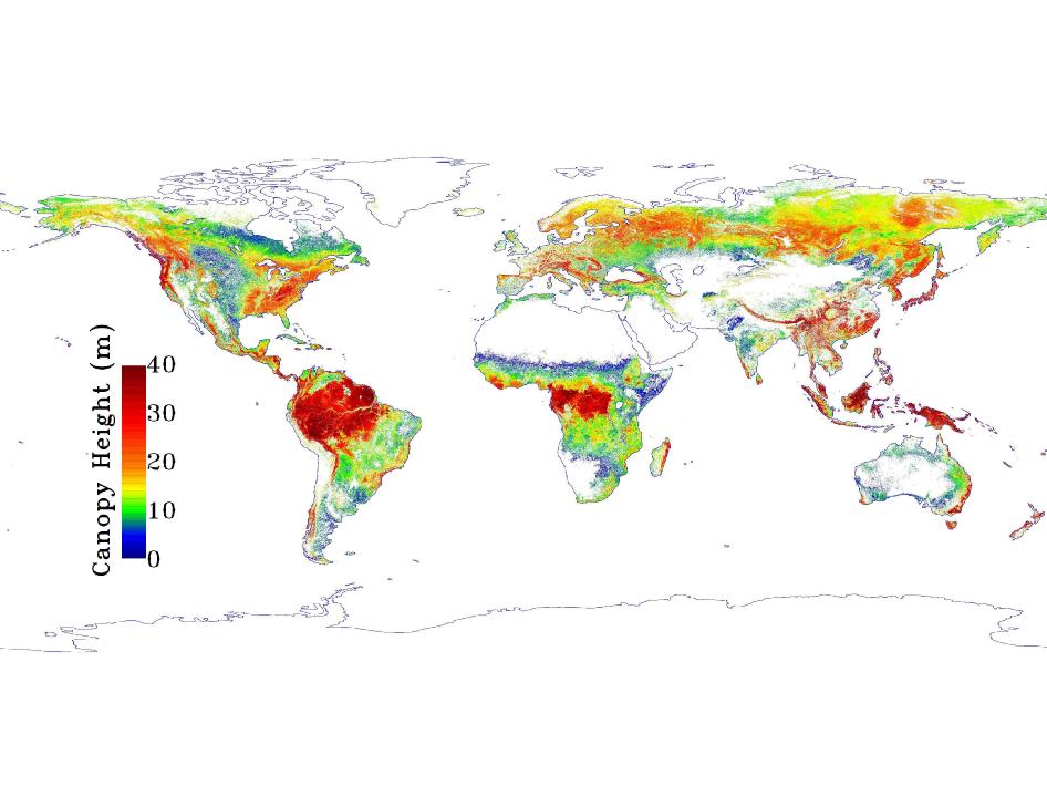 Bản đồ độ cao rừng toàn cầu mới.