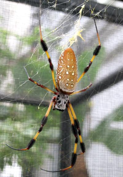 Đây là một trong những mạng nhện tơ vàng dùng trong dự án nghiên cứu của Xinwei Wang