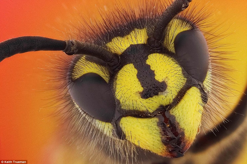 Một con ong bắp cày Vespula vulgaris