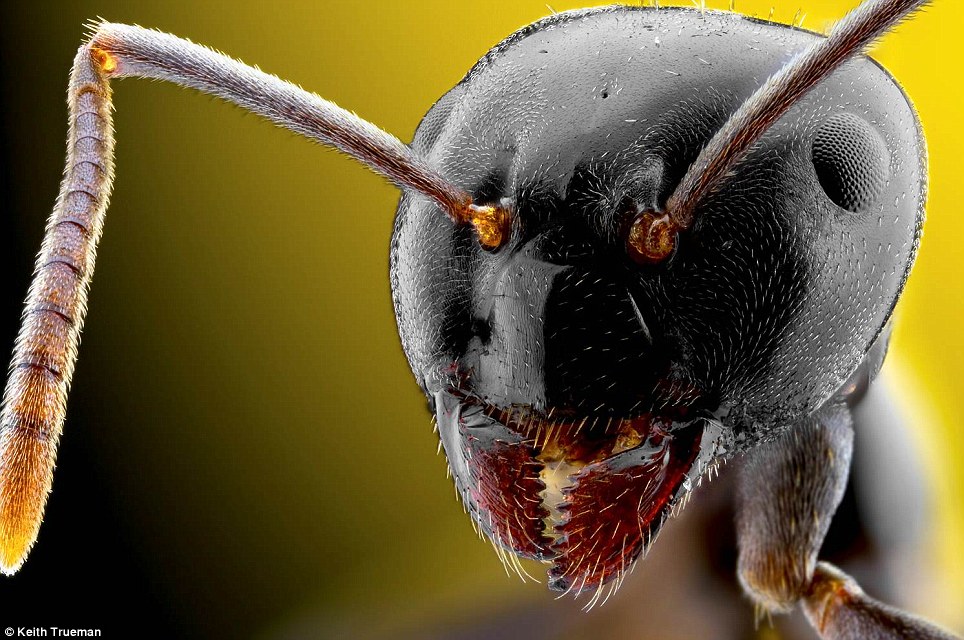 Con kiến chỉ dài có 3 mm