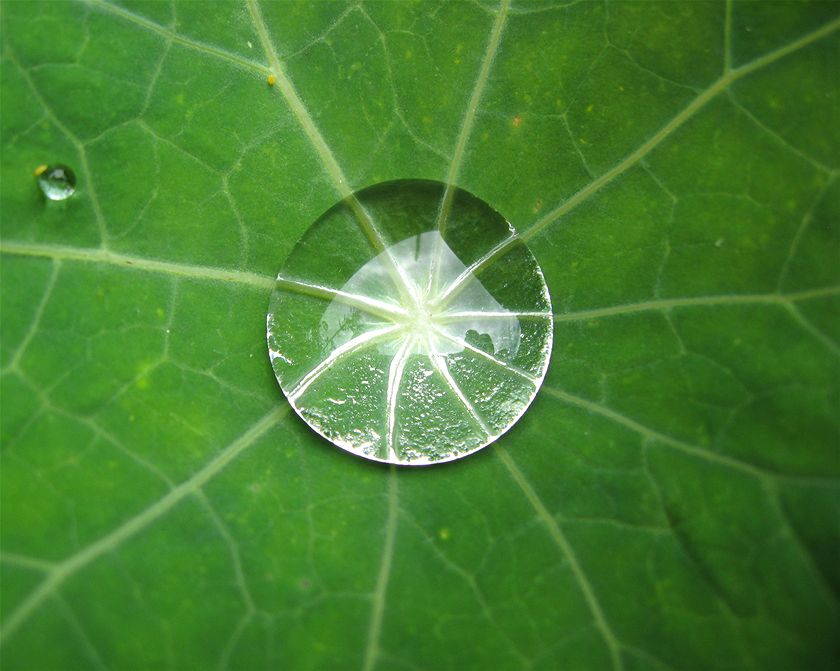 Giọt nước nằm cân bằng trên một chiếc lá sen cạn