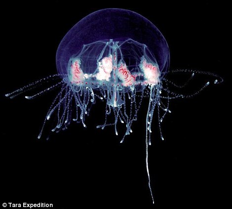 Loài sứa hiển vi 