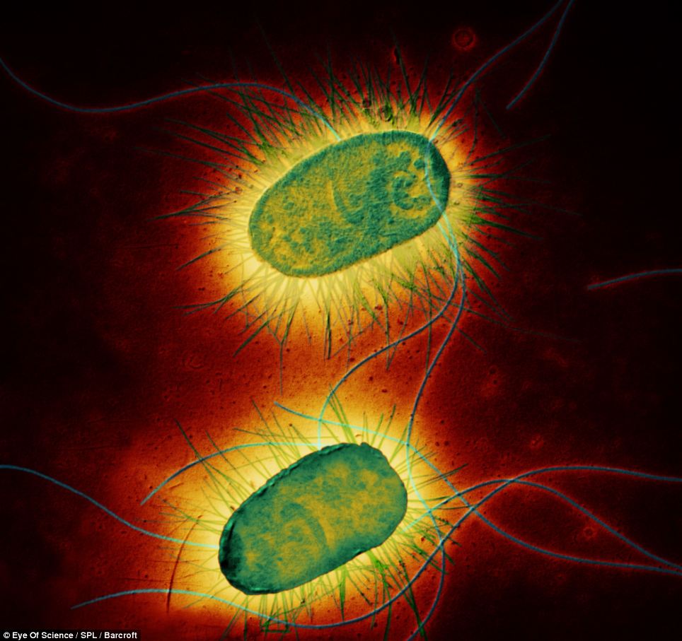 Vi khuẩn E.coli