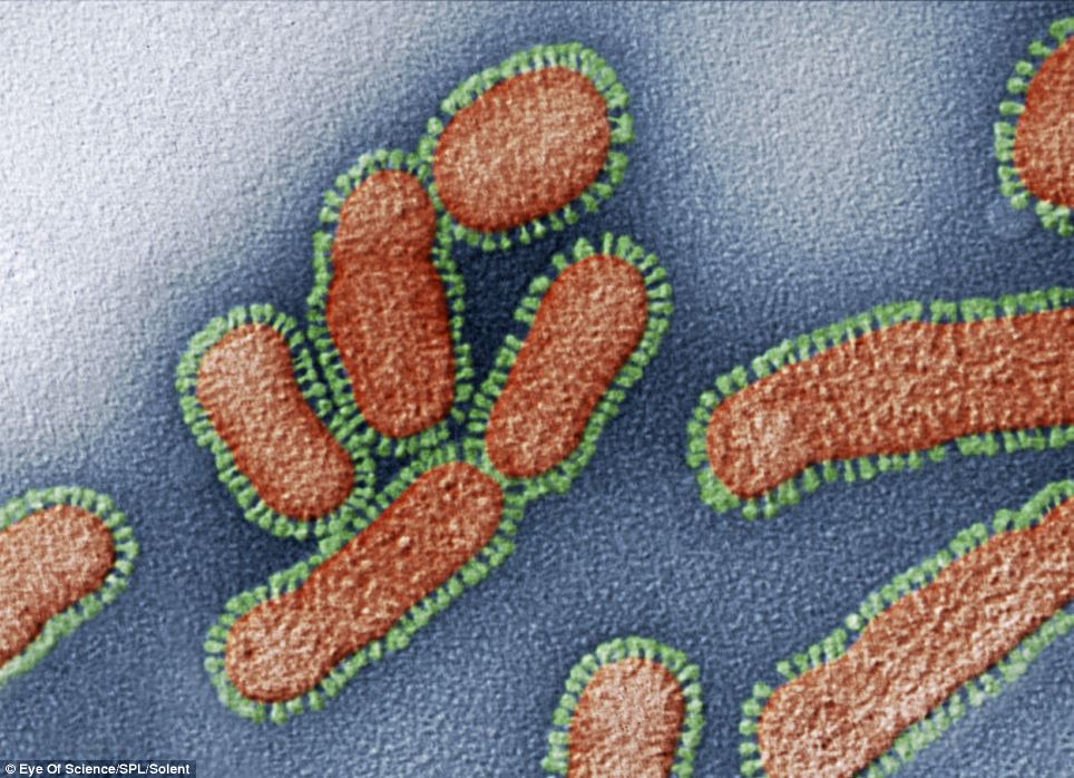 Hạt virus cúm