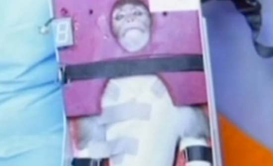 Iran tuyên bố đã đưa thành công con khỉ này lên vũ trụ