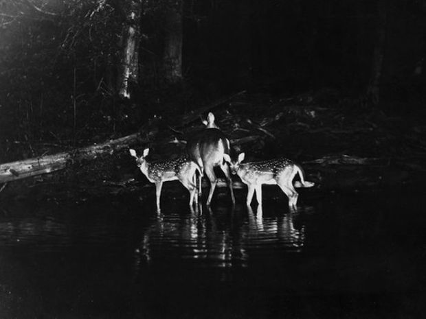 Bức ảnh đầu tiên chụp cuộc sống về đêm của động vật, 1906