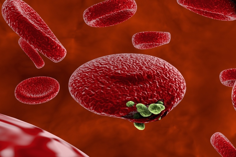 Một tế bào hồng cầu bị nhiễm kí sinh trùng sốt rét chủng Plasmodium