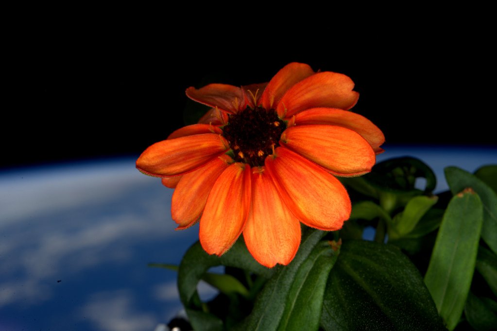 Bông hoa đầu tiên nở trên vũ trụ