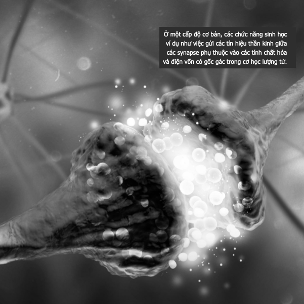 Sinh học lượng tử Sinh học lượng tử