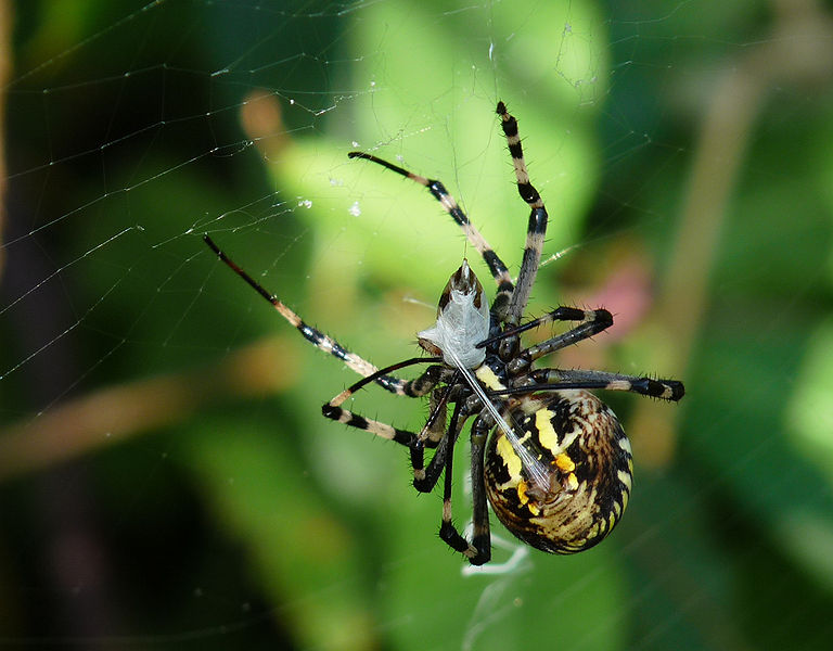 Tơ nhện: nhà vô địch về sức bền