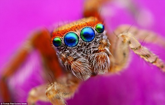 Chiêm ngưỡng đôi mắt tuyệt trần của các nàng... nhện