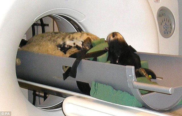 Cừu sau khi chụp CT sẽ cho nhiều thịt hơn!