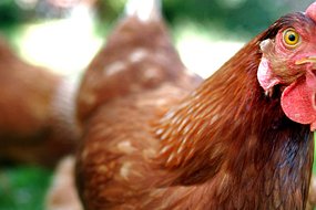 Các nhà khoa học nghĩ con gà có trước quả trứng
