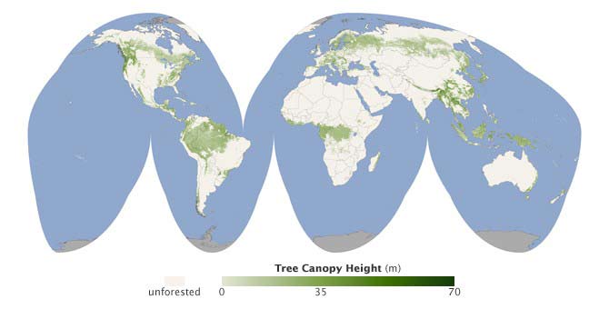 Bản đồ đầu tiên về độ cao rừng toàn cầu 